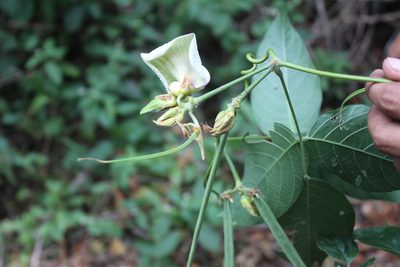 Centrosema macrocarpum, photographed by geralg