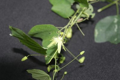 Passiflora filipes, photographed by geralg