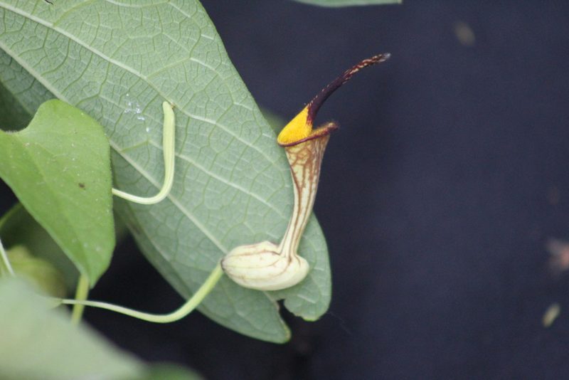 Aristolochia anguicida, photographed by geralg