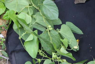 Aristolochia anguicida, photographed by geralg