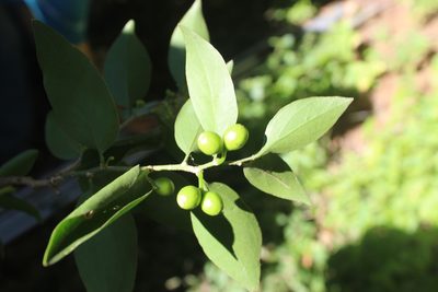 Schoepfia schreberi, photographed by geralg