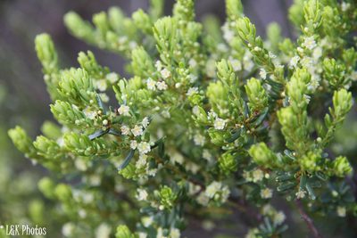 Clutia polifolia, photographed by lallen