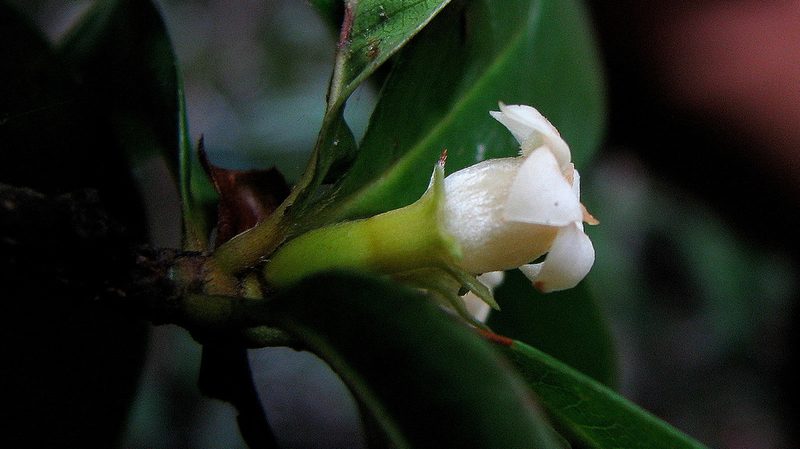 Amaioua intermedia, photographed by russiannaturalistbrazil