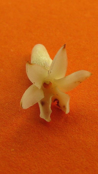 Amaioua intermedia, photographed by russiannaturalistbrazil