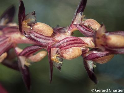 Bulbophyllum alcicorne, photographed by Gerard Chartier