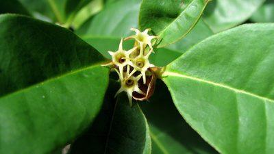 Amaioua intermedia, photographed by russiannaturalistbrazil