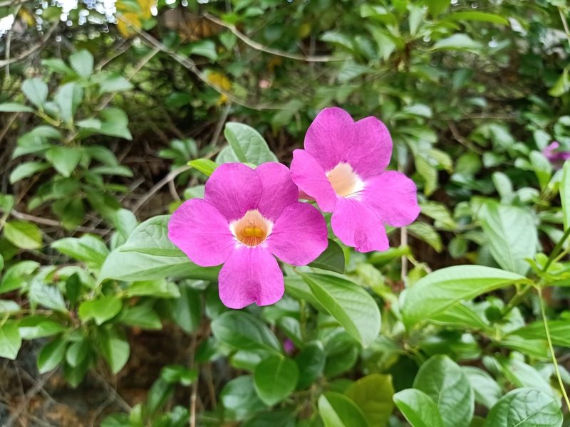 Bignonia magnifica, photographed by Ong Jyh Seng
