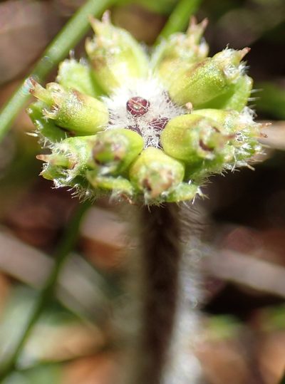 Actinotus bellidioides, photographed by corunastylis