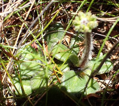 Actinotus bellidioides, photographed by corunastylis