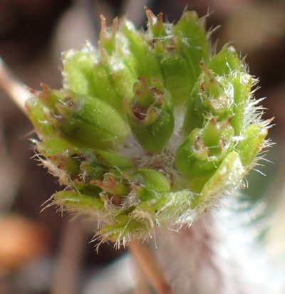 Actinotus bellidioides, photographed by corunastylis
