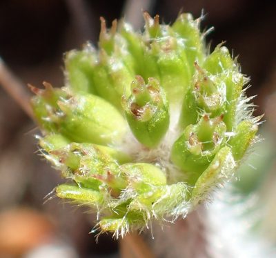 Actinotus bellidioides, photographed by corunastylis