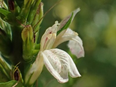 Justicia gendarussa, photographed by 葉子