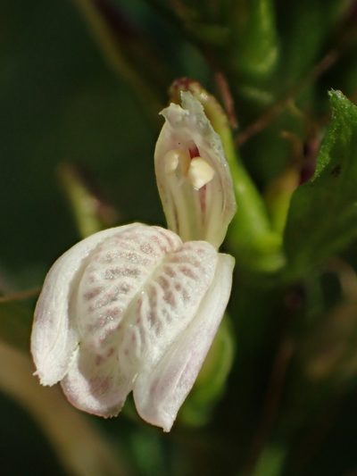 Justicia gendarussa, photographed by 葉子
