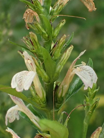 Justicia gendarussa, photographed by 葉子
