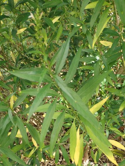 Justicia gendarussa, photographed by 葉子