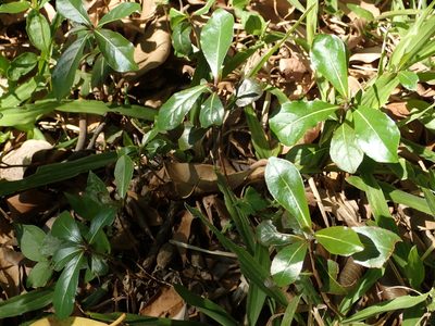 Terminalia mantaly, photographed by 葉子