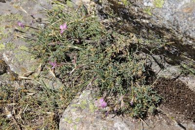 Dianthus lusitanus, photographed by Olivier Argagnon