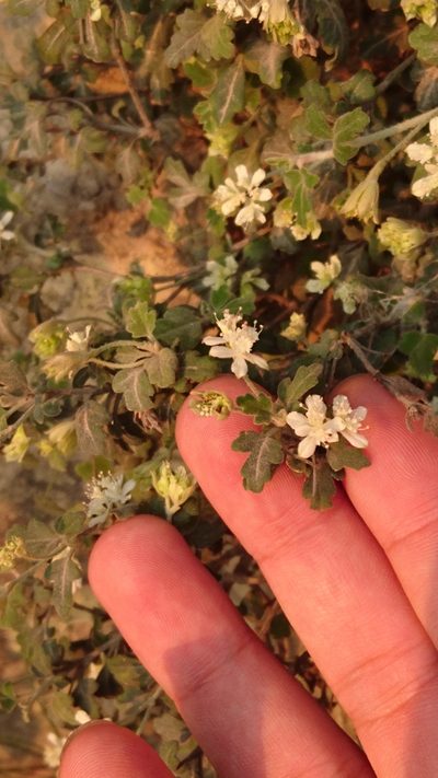 Xanthosia scopulicola, photographed by Tim