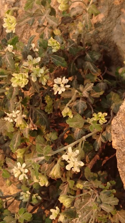 Xanthosia scopulicola, photographed by Tim