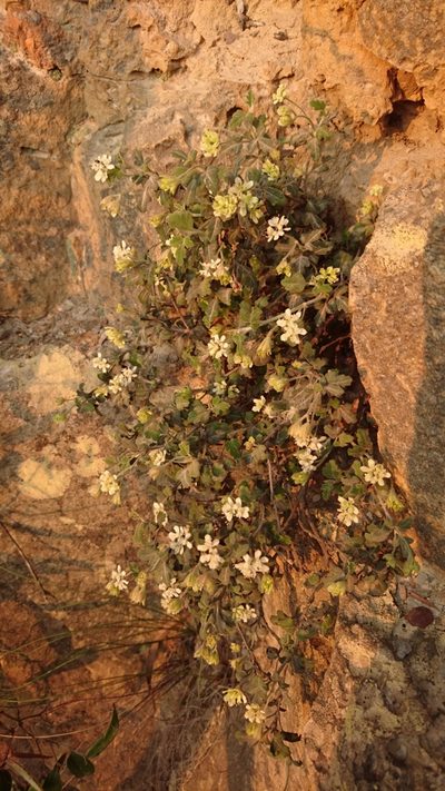 Xanthosia scopulicola, photographed by Tim
