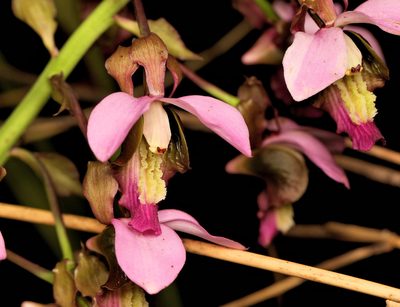 Eulophia horsfallii, photographed by Wynand Uys