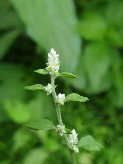 Ouret lanata, photographed by Aravinth