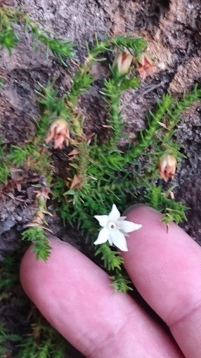 Sprengelia monticola, photographed by Tim