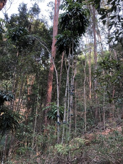 Davidsonia jerseyana, photographed by John Tann