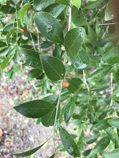 Schaefferia frutescens, photographed by Laurie Brooks
