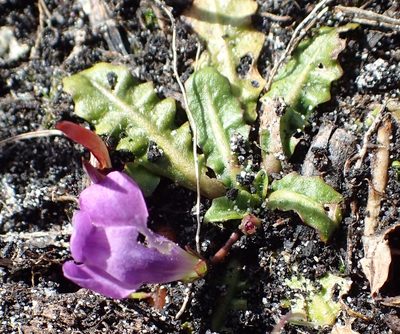 Mazus pumilio, photographed by corunastylis