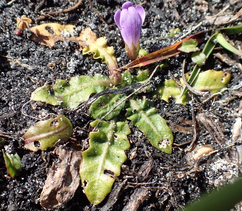 Mazus pumilio, photographed by corunastylis