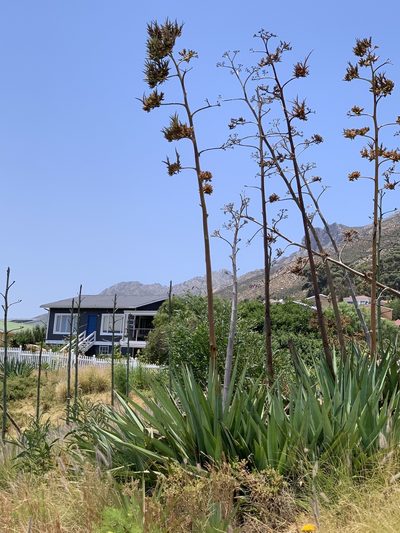 Agave fourcroydes, photographed by Dave Richardson