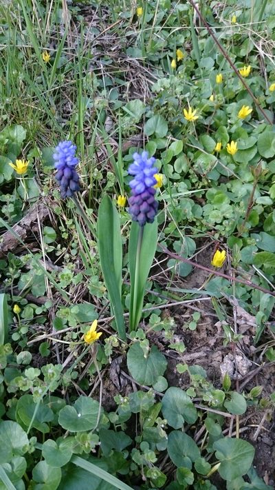 Muscari latifolium, photographed by Angelika Baumann