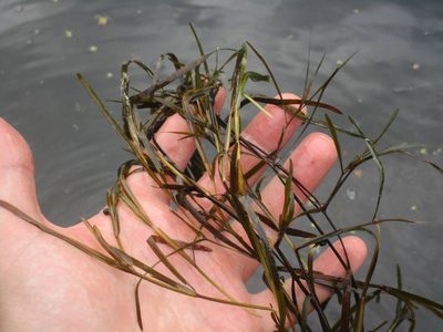 Potamogeton compressus, photographed by Ivan Bashinskiy