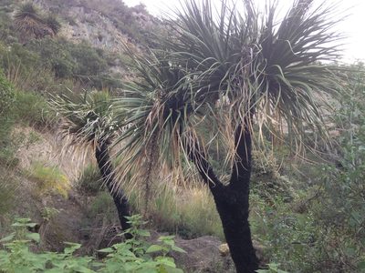 Nolina parviflora, photographed by Tereso Hernández Morales