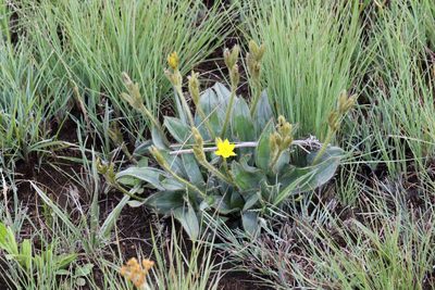 Hypoxis costata, photographed by Alan Manson