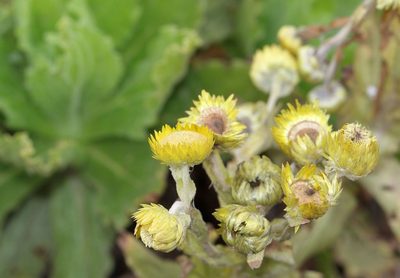 Helichrysum tenax, photographed by Alan Manson