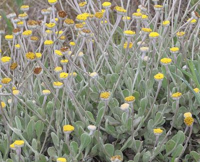 Helichrysum drakensbergense, photographed by Alan Manson