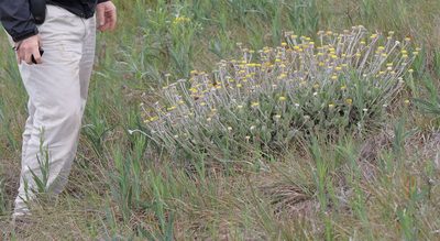 Helichrysum drakensbergense, photographed by Alan Manson