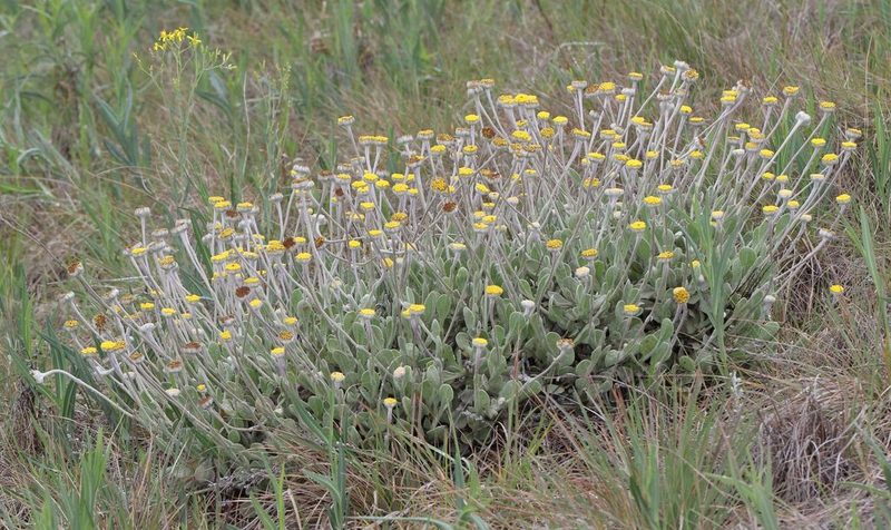 Helichrysum drakensbergense, photographed by Alan Manson