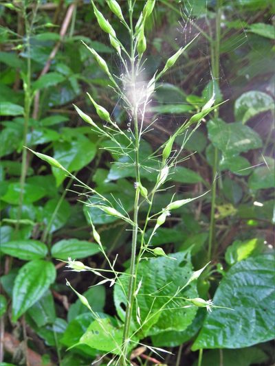 Olyra latifolia, photographed by Annika Lindqvist
