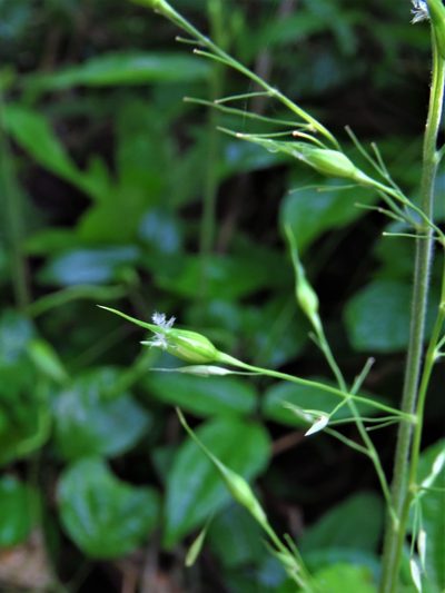 Olyra latifolia, photographed by Annika Lindqvist