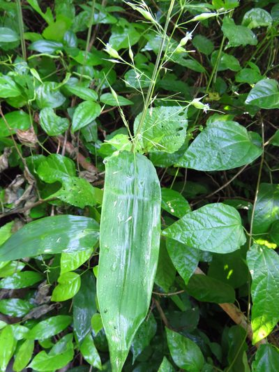 Olyra latifolia, photographed by Annika Lindqvist