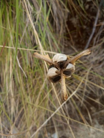 Pyrolirion boliviense, photographed by Alfredo F. Fuentes Claros