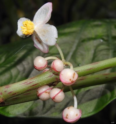 Begonia roxburghii, photographed by lovelymon lamin