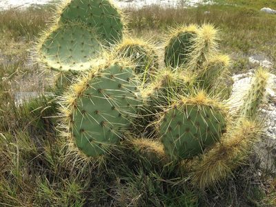 Opuntia huajuapensis, photographed by Tereso Hernández Morales