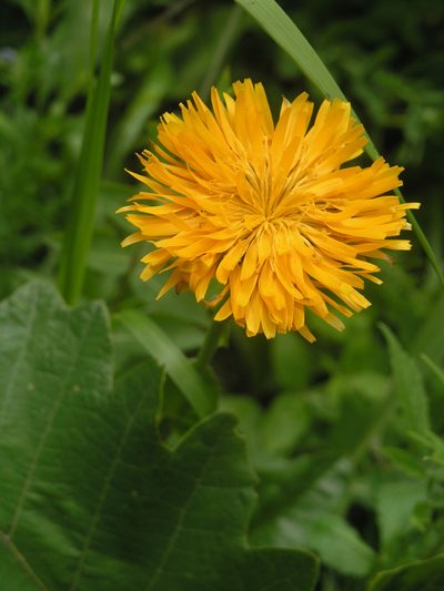 Hypochaeris ciliata, photographed by Oleg Kosterin