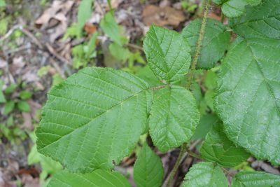 Rubus wallichianus, photographed by agujaceratops