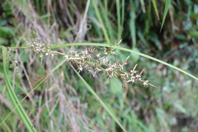 Carex cruciata, photographed by agujaceratops
