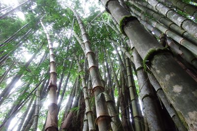 Dendrocalamus asper, photographed by Anna Hess